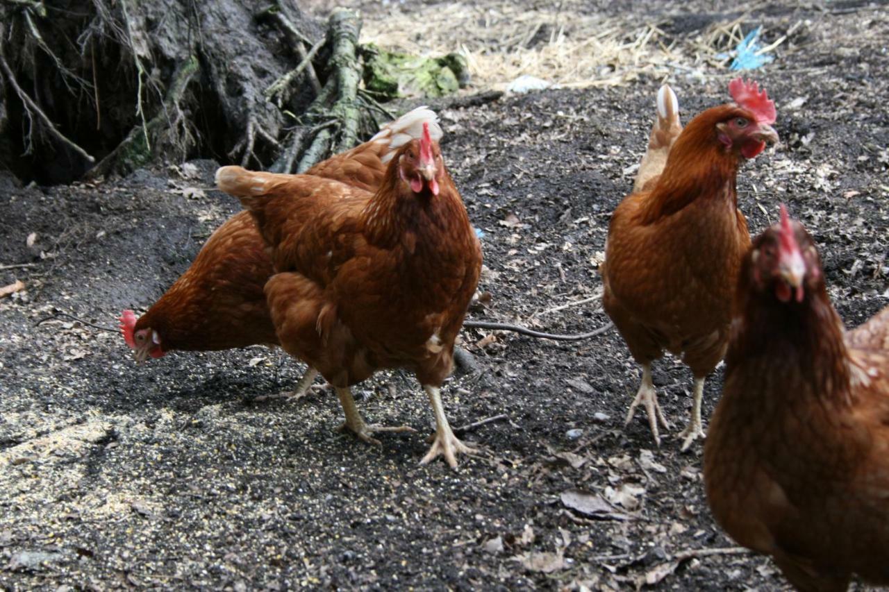 Ferienhof Wroge Wietzendorf Zewnętrze zdjęcie